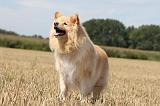 CHIEN FINNOIS DE LAPONIE 698